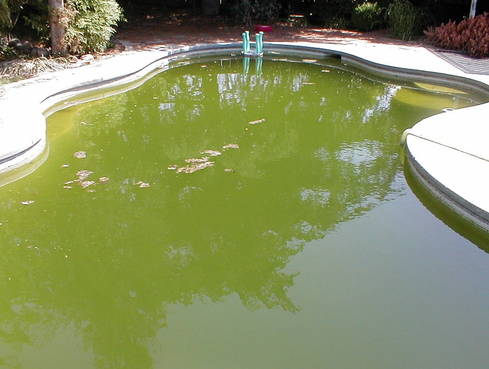 zwembadwater groen